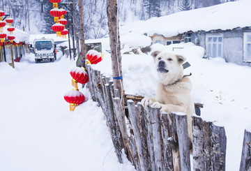 黑龍江雪鄉(xiāng) 雪鄉(xiāng)旅游 狗