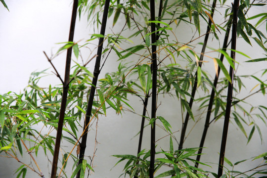 白墻竹影