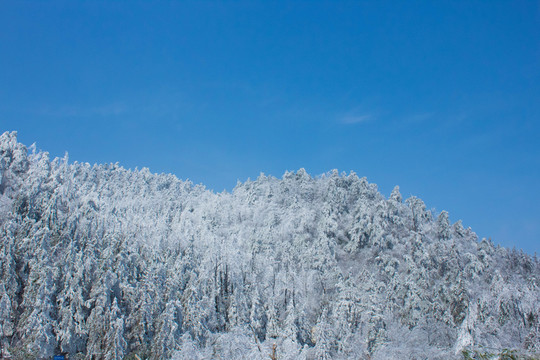 雪山 雪林 天姥山雪景