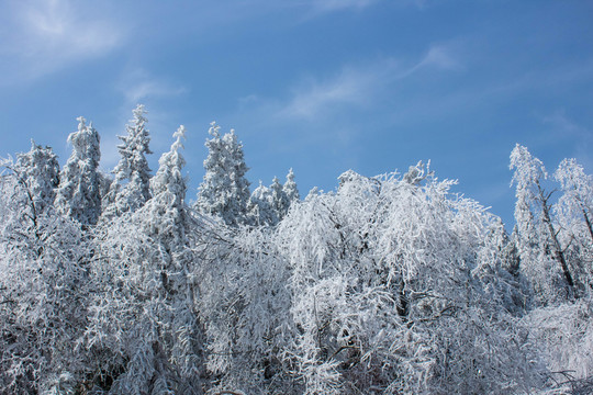 雪山 雪林 天姥山雪景