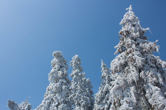冰樹 雪樹 天姥山雪景