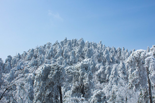 雪山 雪林 天姥山雪景