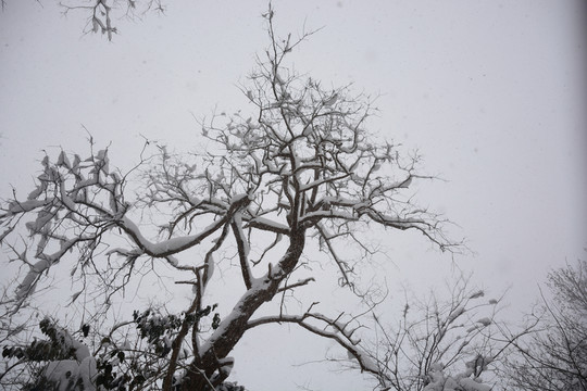 南京紫金山雪景
