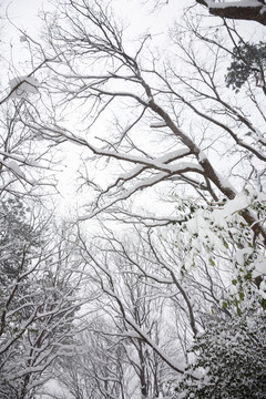 南京靈谷寺雪景