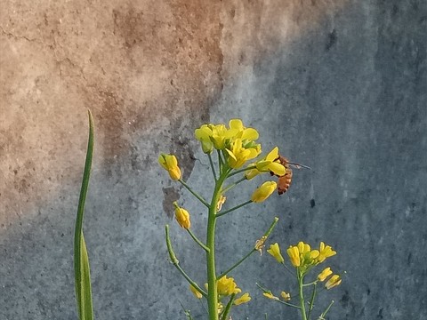 油菜花 懷舊圖片