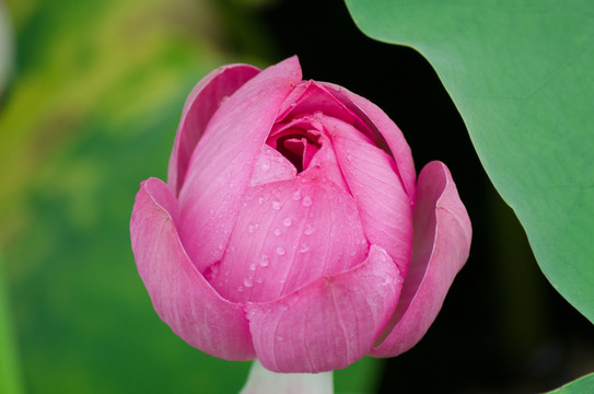 雨中荷花