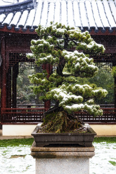 盆景雪景