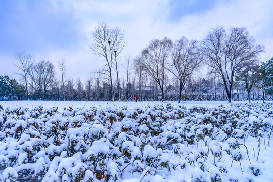 江南園林雪景