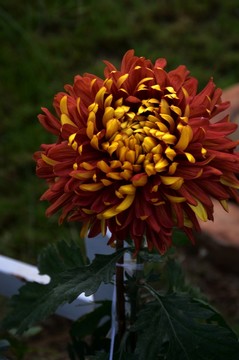 菊花