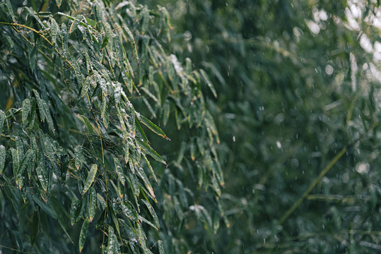 雪中竹葉