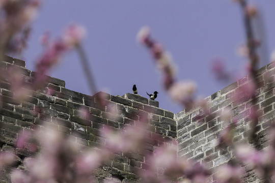 明城墻遺址梅花
