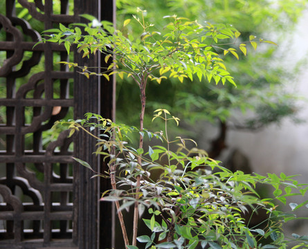 西塘古鎮(zhèn)老屋一角