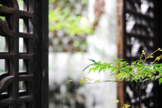 古宅綠藤花窗