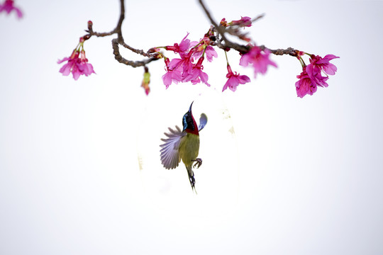 櫻花