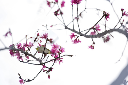 櫻花