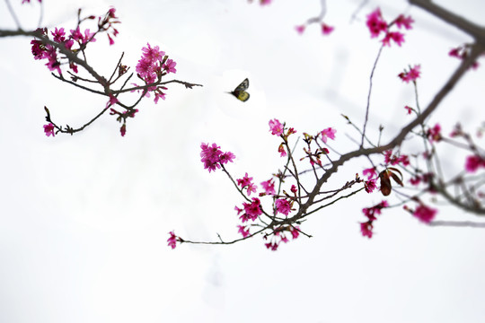 櫻花