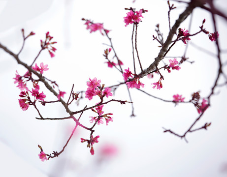櫻花