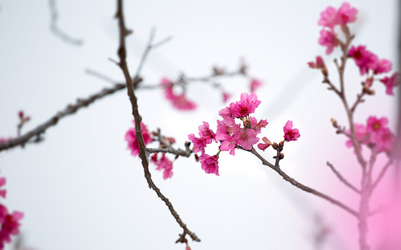 櫻花