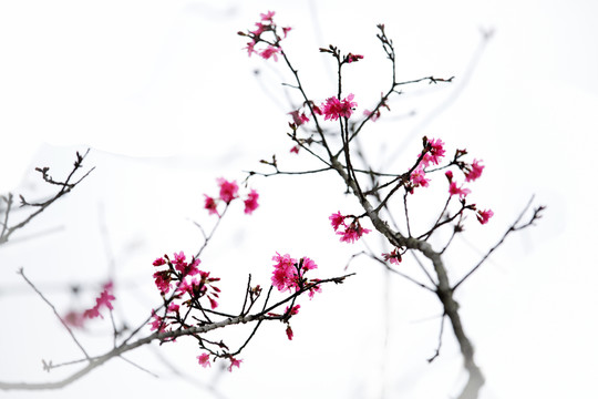 櫻花