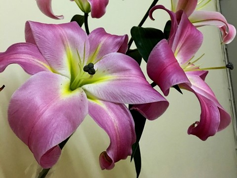 百合花 百合