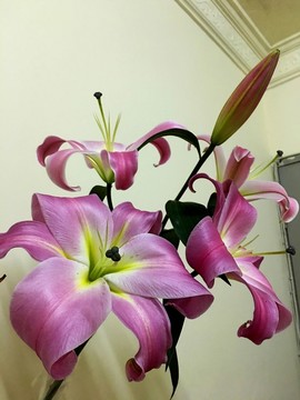 百合花 百合