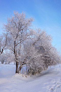 雪原樹(shù)林霧凇