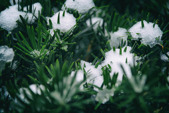 雪中枝葉