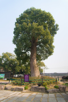 千年香樟樹