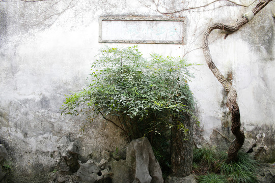 蘇州園林留園一角