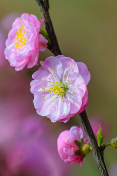 春天的花