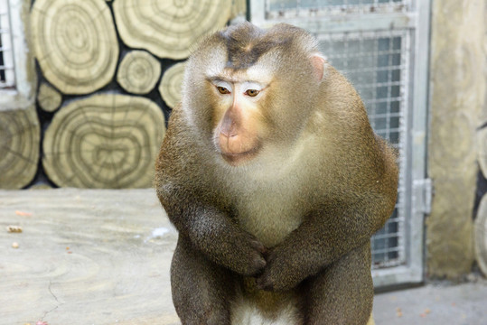 狒狒