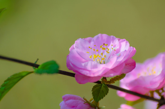 薔薇