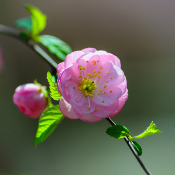 薔薇