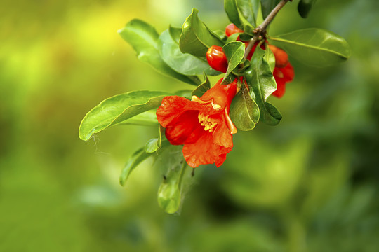 石榴花