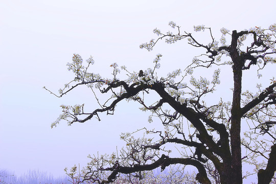 梨花 梨樹