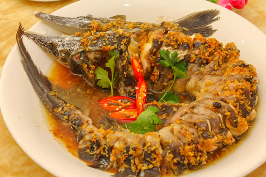 鱘龍魚