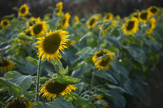 向陽花太陽花