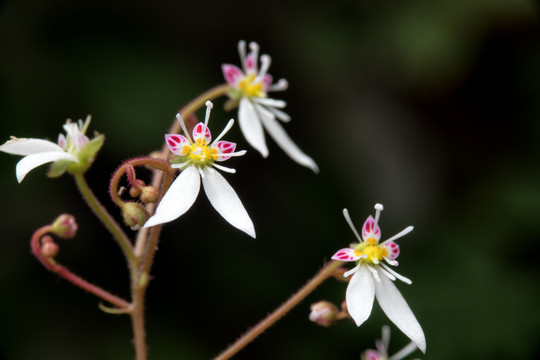 小野花