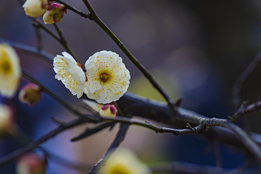 梅花