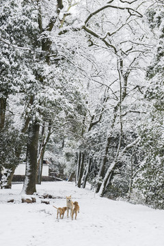 玩雪的狗