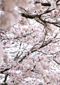 櫻花
