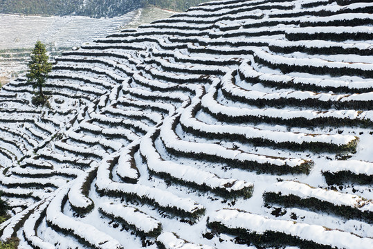 茶園雪后