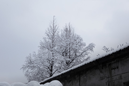 雪樹