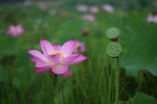 荷花