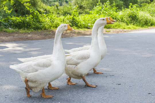 穿越公路的大白鵝