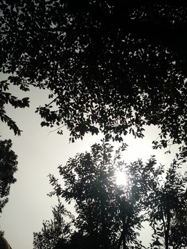 樹冠