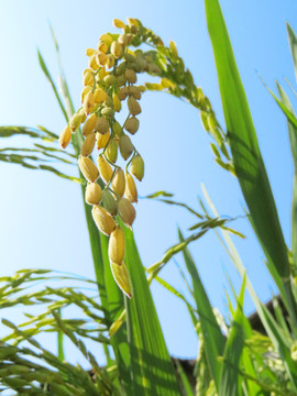 稻穗藍(lán)天高清特寫素材
