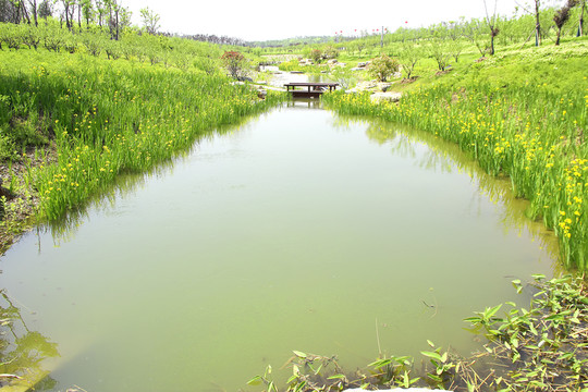 園林綠化 水體綠化