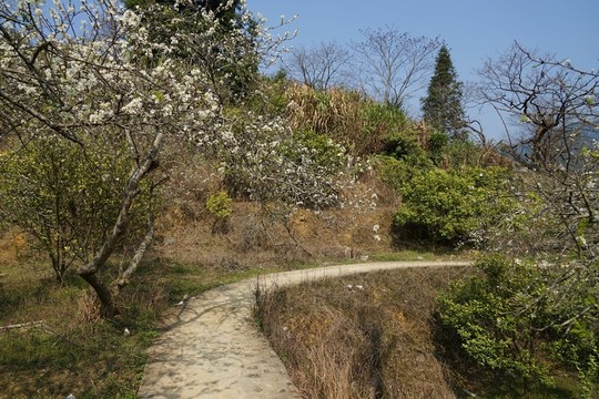 梨花 李花 華李林