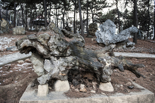 樹根 根雕
